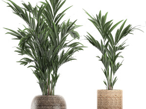 plants in baskets for the interior 631 3D Model