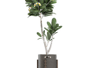 plants in baskets for the interior 631 3D Model