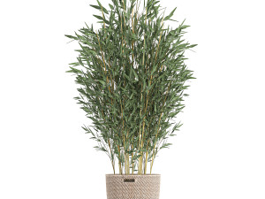 plants in baskets for the interior 631 3D Model