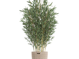 plants in baskets for the interior 631 3D Model