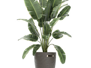plants in baskets for the interior 631 3D Model