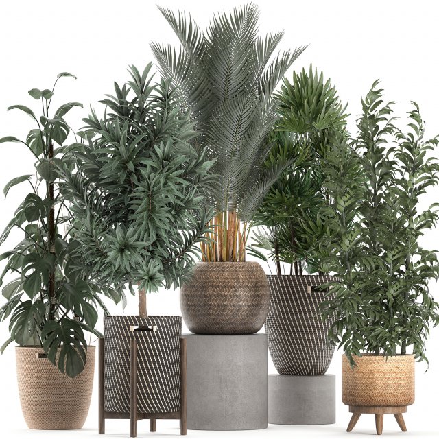 plants in baskets for the interior 632 3D Model .c4d .max .obj .3ds .fbx .stl .blend