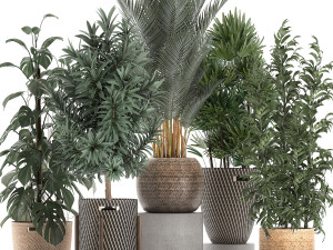 plants in baskets for the interior 632 3D Model