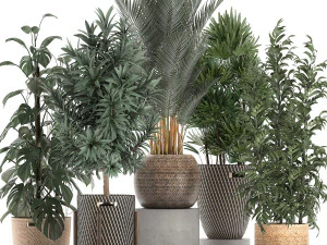 растения в корзинах для интерьера 632 3D Модель