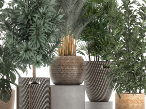 plants in baskets for the interior 632 3D Model
