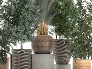 plants in baskets for the interior 632 3D Model