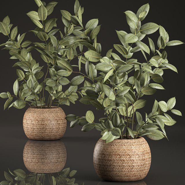 decorative ficus tree for the interior in basket 632 Model 3D .c4d .max .obj .3ds .fbx .stl .blend 
