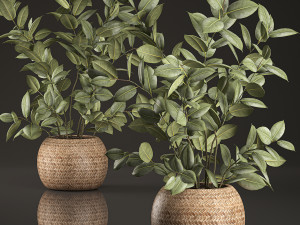 decorative ficus tree for the interior in basket 632 3D 模型