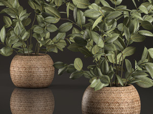 decorative ficus tree for the interior in basket 632 Model 3D