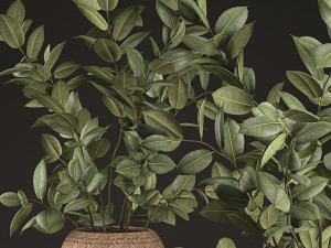 decorative ficus tree for the interior in basket 632 Model 3D