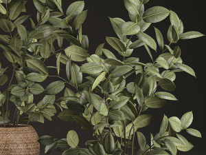decorative ficus tree for the interior in basket 632 Model 3D