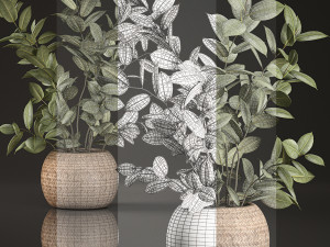 decorative ficus tree for the interior in basket 632 Model 3D