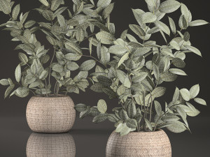 decorative ficus tree for the interior in basket 632 Model 3D