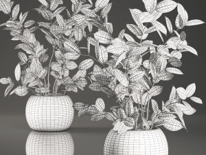 decorative ficus tree for the interior in basket 632 Model 3D