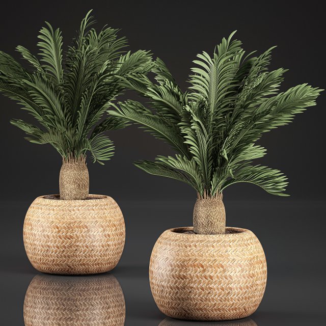 cycas palm for the interior in basket 632 3Dモデル .c4d .max .obj .3ds .fbx .stl .blend 