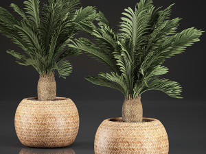 cycas palm for the interior in basket 632 Modelo 3D