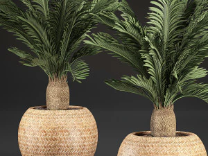 cycas palm for the interior in basket 632 3D Model