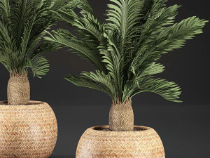 cycas palm for the interior in basket 632 3D Model