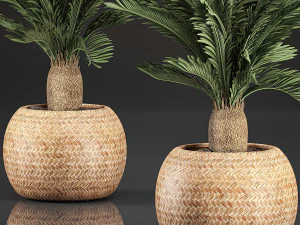 cycas palm for the interior in basket 632 3D Model