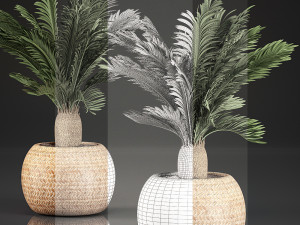 cycas palm for the interior in basket 632 3Dモデル