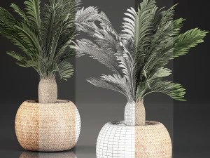 cycas palm for the interior in basket 632 3D Model