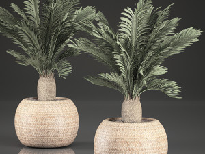 cycas palm for the interior in basket 632 3Dモデル