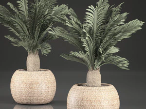 cycas palm for the interior in basket 632 3D Model