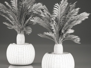 cycas palm for the interior in basket 632 3Dモデル