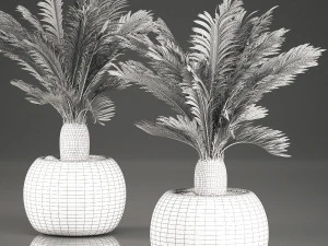 cycas palm for the interior in basket 632 3D Model
