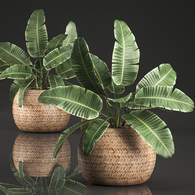 strelitzia in a basket for the interior 635 3D Model .c4d .max .obj .3ds .fbx .stl .blend 