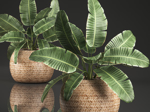 strelitzia in a basket for the interior 635 Modelo 3D