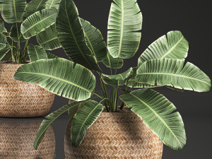 strelitzia in a basket for the interior 635 3D Model
