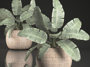 strelitzia in a basket for the interior 635 3D Model