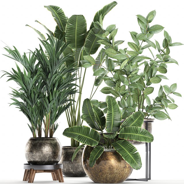 decorative plants for the interior in flowerpots 636 3D 모델 .c4d .max .obj .3ds .fbx .stl .blend 