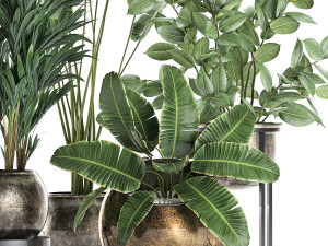 decorative plants for the interior in flowerpots 636 3D 모델