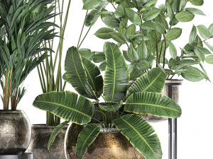 decorative plants for the interior in flowerpots 636 3D Model