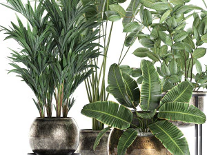 decorative plants for the interior in flowerpots 636 3D Model