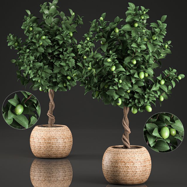 lemon tree for the interior in basket 637 3D 모델 .c4d .max .obj .3ds .fbx .stl .blend 
