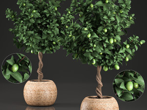 lemon tree for the interior in basket 637 3D Model