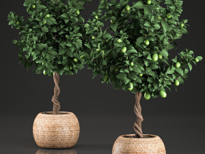 lemon tree for the interior in basket 637 3D 모델