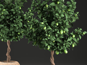 lemon tree for the interior in basket 637 3D 모델