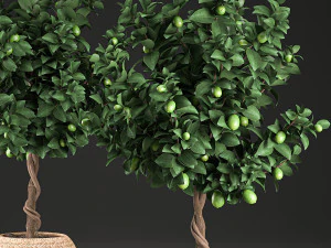 citronnier pour l'int&eacute;rieur en panier 637 Modèle 3D