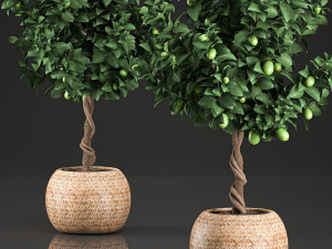 lemon tree for the interior in basket 637 3D 모델