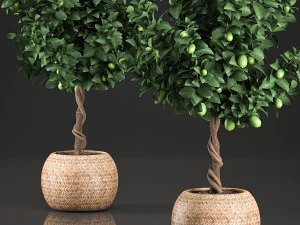 citronnier pour l'int&eacute;rieur en panier 637 Modèle 3D