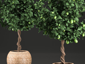 lemon tree for the interior in basket 637 3D 모델
