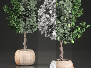 lemon tree for the interior in basket 637 3D 모델
