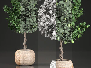 citronnier pour l'int&eacute;rieur en panier 637 Modèle 3D