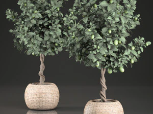 citronnier pour l'int&eacute;rieur en panier 637 Modèle 3D