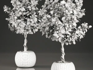 citronnier pour l'int&eacute;rieur en panier 637 Modèle 3D
