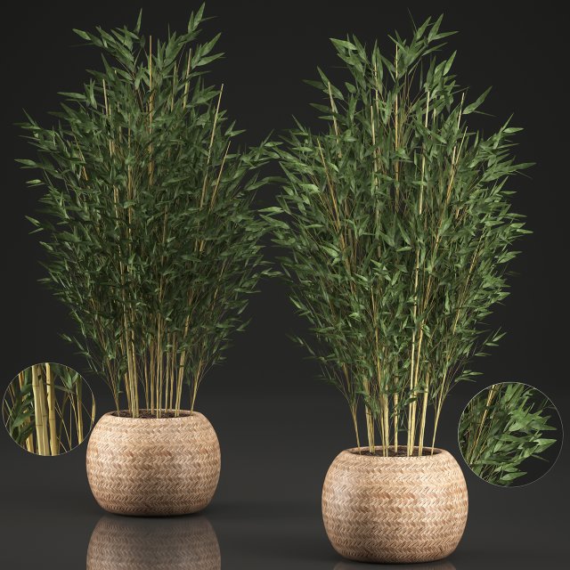 bamboo tree for the interior in basket 638 Modelo 3D .c4d .max .obj .3ds .fbx .stl .blend 